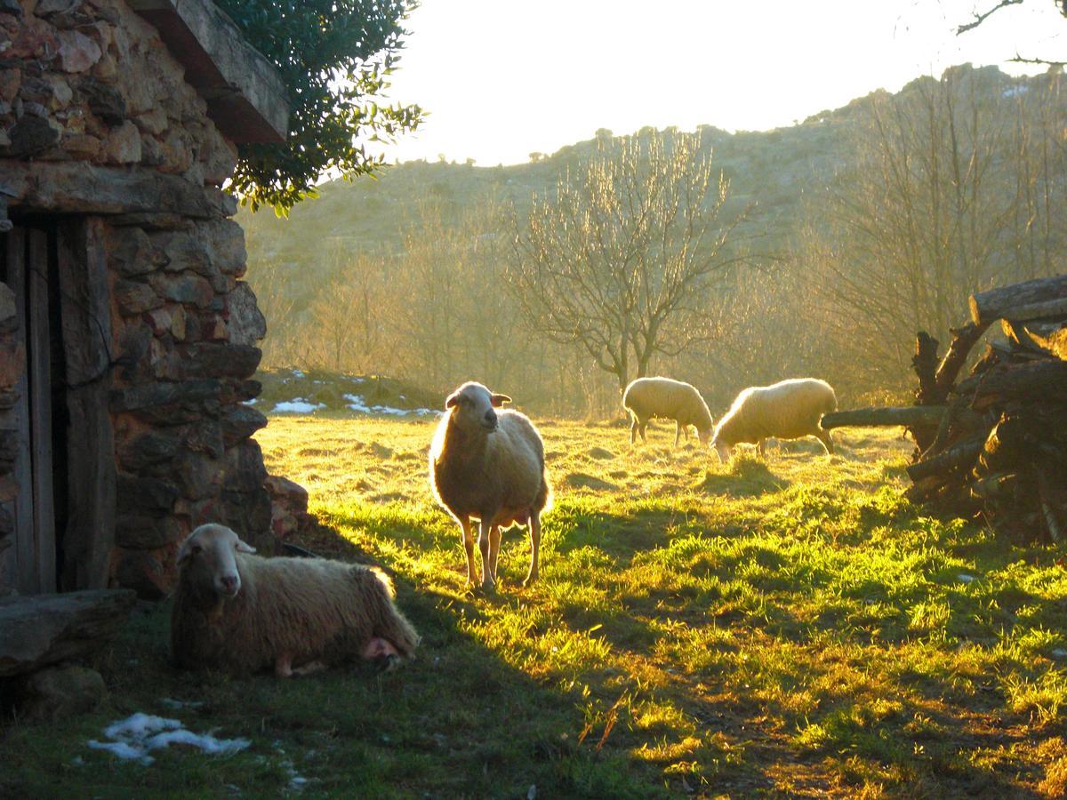 Al Viento, Alojamiento&Turismo Rural Prádena del Rincón Pradena del Rincon Exterior foto